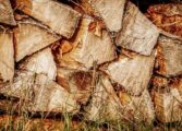 Эколог сообщил о возросшем спросе на древесину в Венгрии
