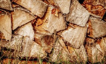 Эколог сообщил о возросшем спросе на древесину в Венгрии